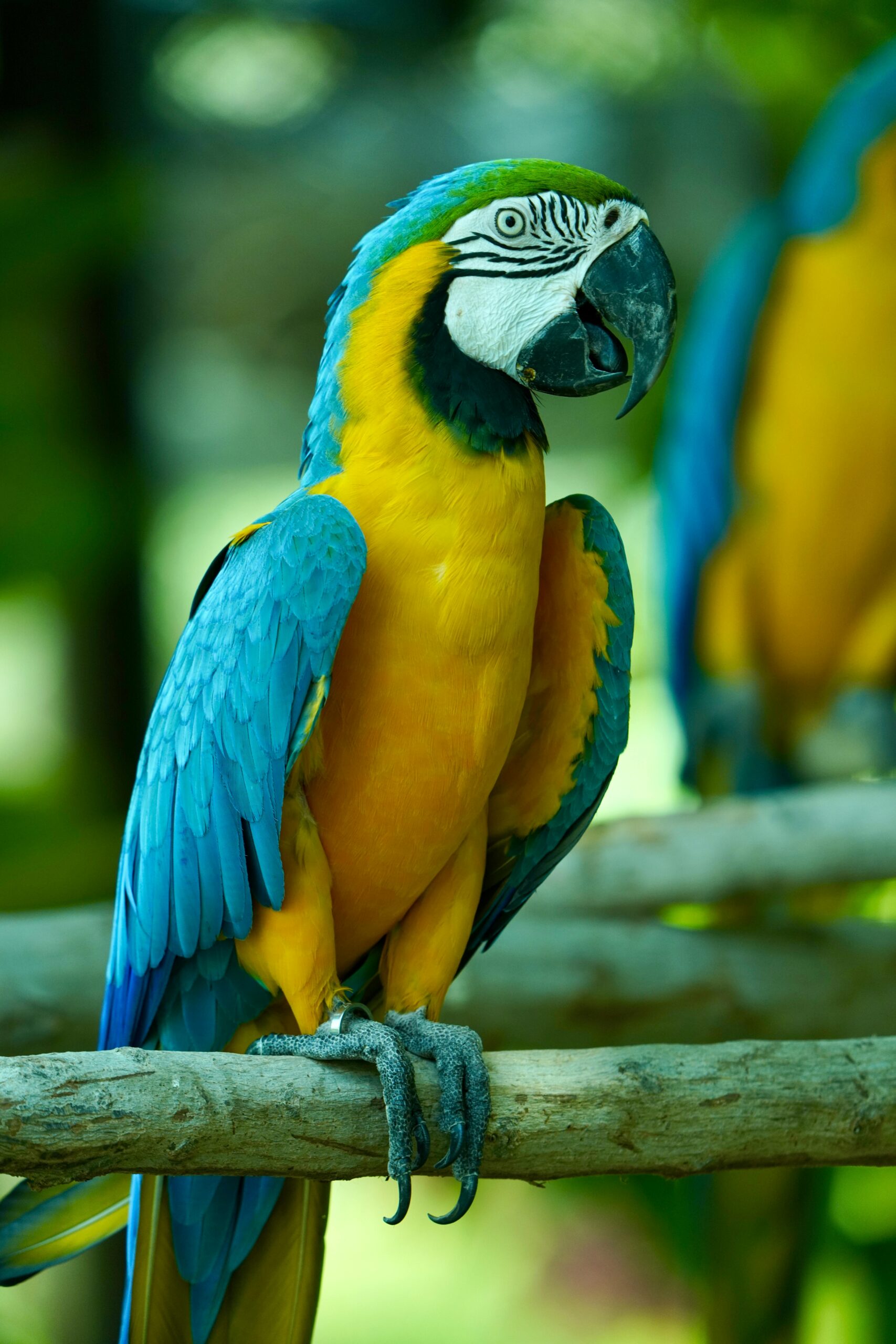 Close-up of a colorful blue and yellow macaw parrot perched on a branch in lush greenery.