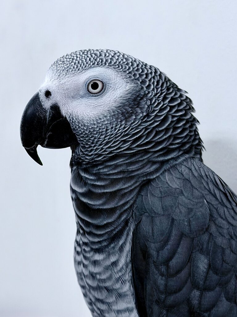Detailed side view of an African Grey Parrot with intricate feather patterns.
